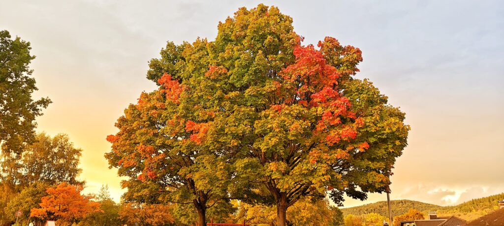 Herbst 2025